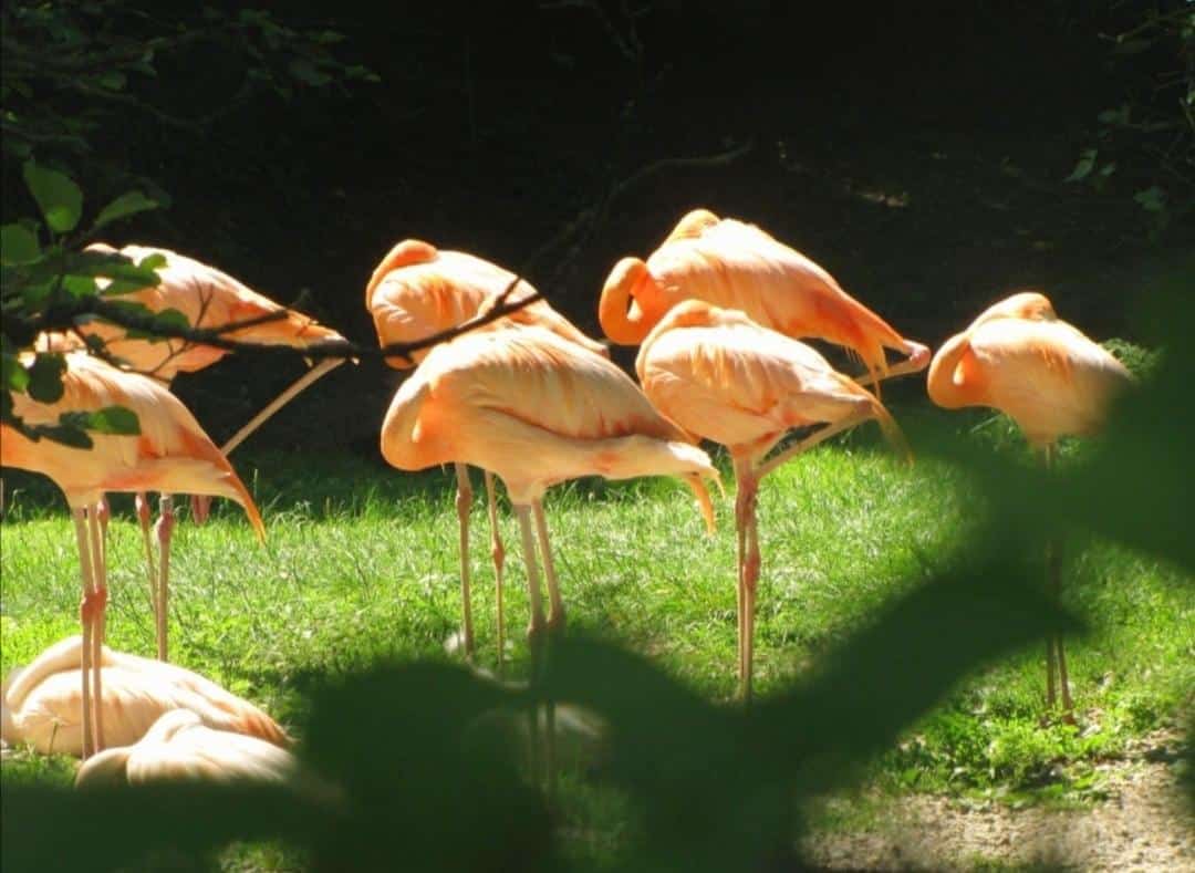 Mehr über den Artikel erfahren 1A Ausflug in den Zoo von Schmiding